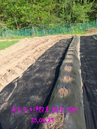 주재필님의 옥수수 · 영농일지 작성글 사진