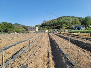 이석기님의 고추 · 영농일지 작성글 사진