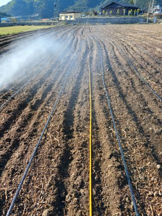 거촌어른님의 고추 · 영농일지 작성글 사진