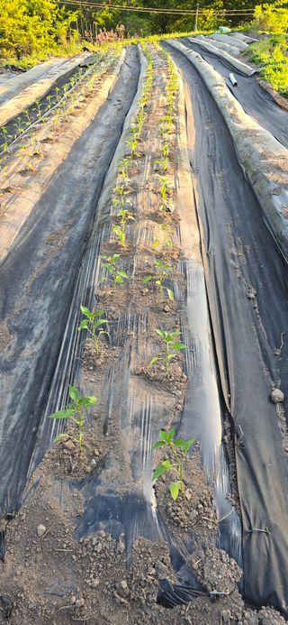 진전님의 고추 · 영농일지 작성글 사진