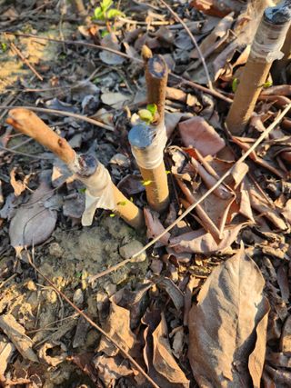 농군님의 감 · 영농일지 작성글 사진