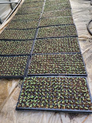 이상욱님의 참깨 · 영농일지 작성글 사진