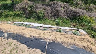 촌사리님의 호박 · 영농일지 작성글 사진