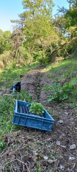 정석채님의 두릅 · 영농일지 작성글 사진