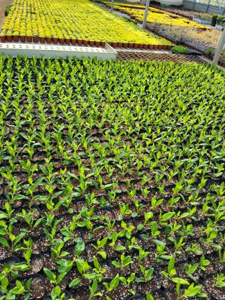 팜모닝회원 김순달 님의 기타작물 · 영농일지 작성글 사진