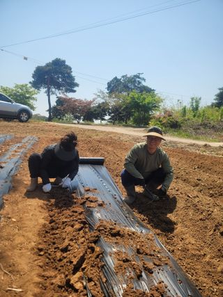 로만아빠님의 기타작물 · 영농일지 작성글 사진