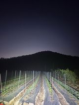 팜모닝 고추·영농일지 게시글 이미지