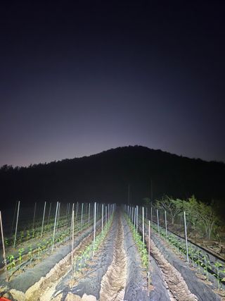 김연후님의 고추 · 영농일지 작성글 사진