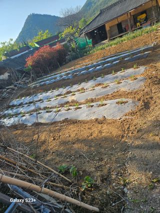 최갑수 님의 기타작물 · 영농일지 작성글 사진