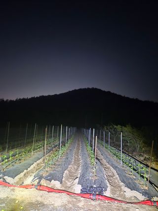 김연후님의 고추 · 영농일지 작성글 사진