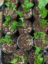 팜모닝 기타작물·영농일지 게시글 이미지