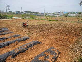 로만아빠님의 감자 · 영농일지 작성글 사진