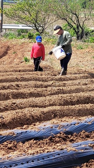 로만아빠님의 기타작물 · 영농일지 작성글 사진