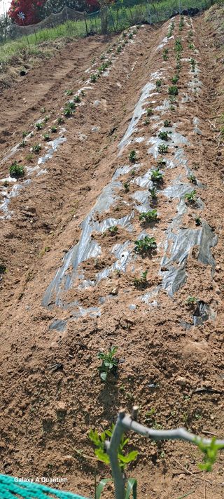 김윤철님의 감자 · 영농일지 작성글 사진