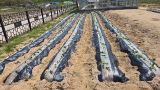 최경숙님의 고구마 · 영농일지 작성글 사진