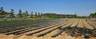 정상관님의 고구마 · 영농일지 작성글 사진