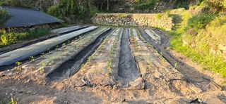 진전님의 고추 · 영농일지 작성글 사진