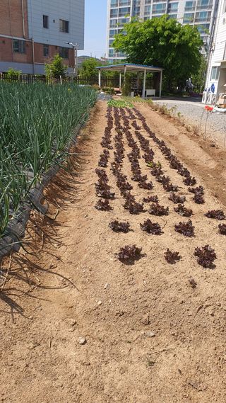 양문석520224님의 양파 · 영농일지 작성글 사진