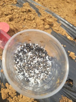 로만아빠님의 감자 · 영농일지 작성글 사진