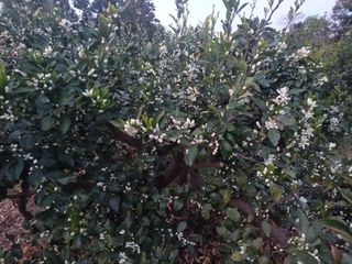 이영학 님의 귤 · 영농일지 작성글 사진