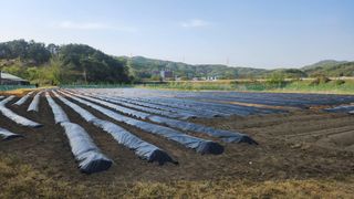 HYUN님의 참깨 · 영농일지 작성글 사진