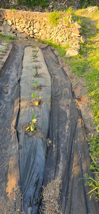 진전님의 고추 · 영농일지 작성글 사진