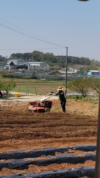 로만아빠님의 기타작물 · 영농일지 작성글 사진