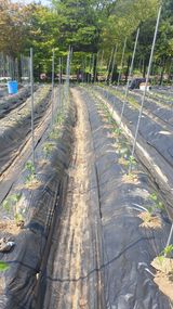 팜모닝 기타작물·영농일지 게시글 이미지