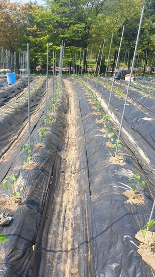 이경옥님의 기타작물 · 영농일지 작성글 사진