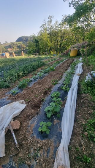 촌사리님의 호박 · 영농일지 작성글 사진