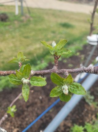 시나노골드님의 사과 · 영농일지 작성글 사진