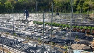 이경옥님의 기타작물 · 영농일지 작성글 사진