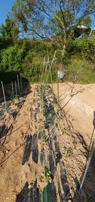 김영진님의 고추 · 영농일지 작성글 사진