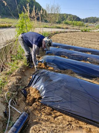 백운농원 님의 기타작물 · 영농일지 작성글 사진