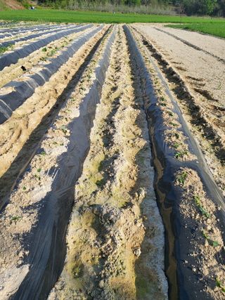 최상희님의 기타작물 · 영농일지 작성글 사진