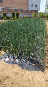 팜모닝 양파·영농일지 게시글 이미지