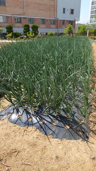 양문석520224님의 양파 · 영농일지 작성글 사진