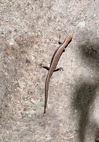 MSG0074님의 배추 · 영농일지 작성글 사진