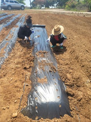 로만아빠님의 기타작물 · 영농일지 작성글 사진