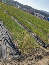 팜모닝 마늘·영농일지 게시글 이미지