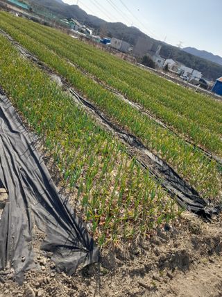 김 재학님의 마늘 · 영농일지 작성글 사진