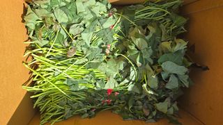 최경숙님의 고구마 · 영농일지 작성글 사진