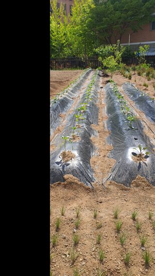 양문석520224님의 양파 · 영농일지 작성글 사진