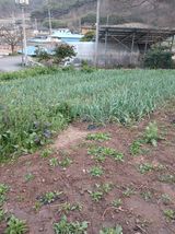 팜모닝 기타작물·영농일지 게시글 이미지