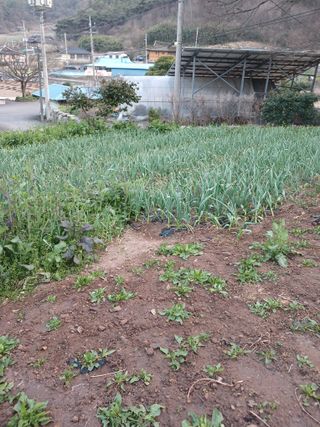 박지성 님의 기타작물 · 영농일지 작성글 사진