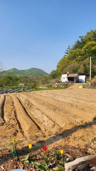 나팔농부김흥우님의 고구마 · 영농일지 작성글 사진