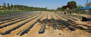 정상관님의 고구마 · 영농일지 작성글 사진