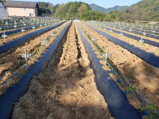 김정태님의 고추 · 영농일지 작성글 사진