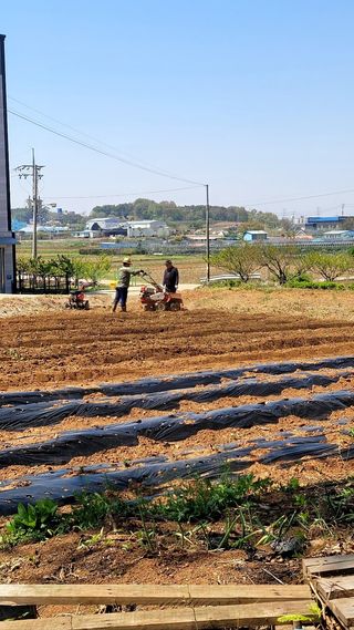 로만아빠님의 기타작물 · 영농일지 작성글 사진