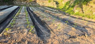 진전님의 고추 · 영농일지 작성글 사진